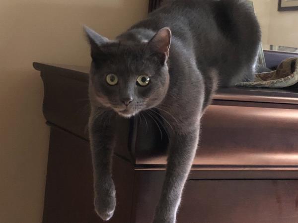 /Images/uploads/Humane Rescue Alliance/HRACalendarPhotoContest/entries/8526thumb.jpg